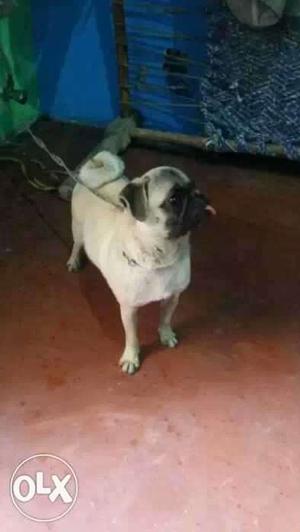 Pug male dog for sell 7 month old