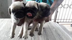 Pug puppies for sale nearly 25 days old,with