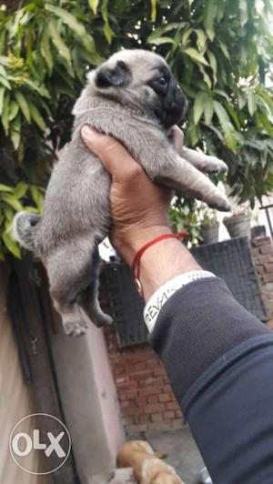 Pug puppy available REVA, S KENNEL