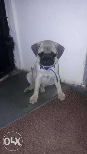 Pug very active male puppy 65 days old In Vadodara