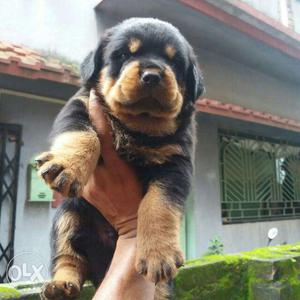 Punch face big head Rottweiler male and female