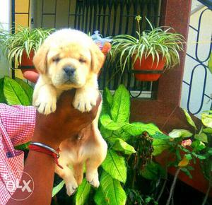 Punch head Labrador puppy available ready stock