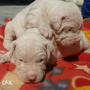 Puppies for sale of imported dogo arjantino's