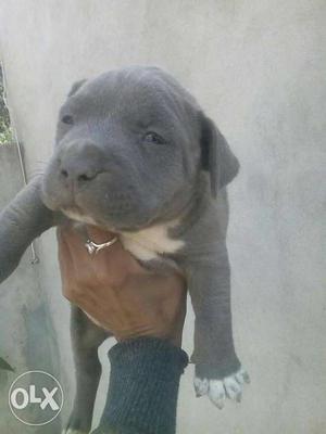 Puppy price starting from rs interested to buy contact
