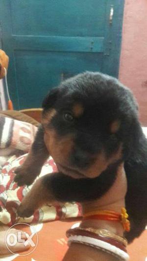 Pure breed Rottweiler pups 1 month