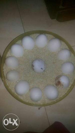 Pure deis eggs one eggs rs10