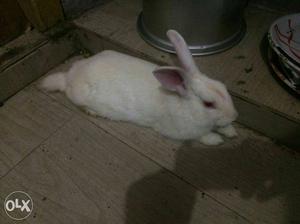 Pure white rabbit 8 months old male