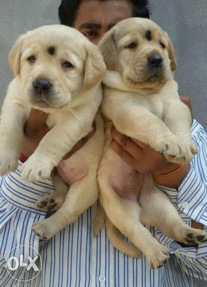 Quality Female Labrador Sell Outstanding Quality Female