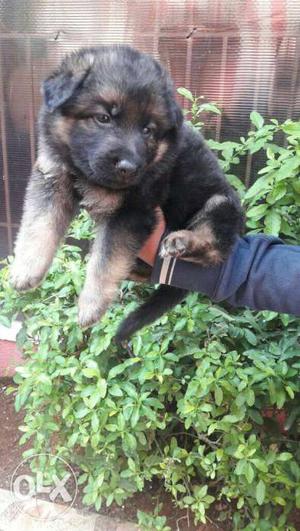 Quality German shepherd puppys available all