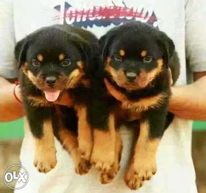 ROTTWEILER Champion line BREED available sure