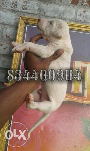 Rajapalaiyam Puppy sales