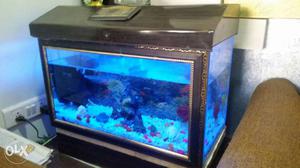 Rectangular Black Framed Fish Tank
