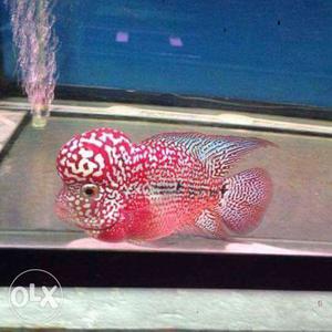 Red And Gray Flowerhorn Fish