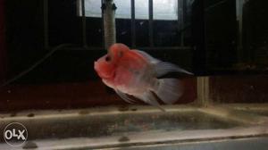 Red Dragon Flowerhorn very healthy and active.