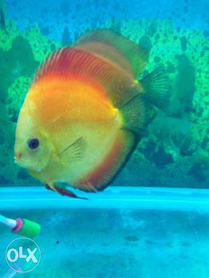 Red Melan discuss Aquarium Fish