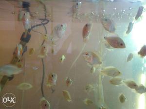 Red dragon,red fader flowerhorn babies available.