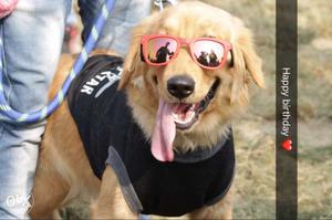 Required female pure golden retriever for mating