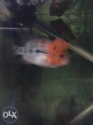 Resulted flowerhorn just 2 inches having a huge