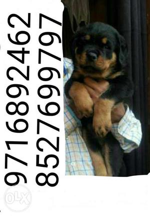 Root Root Rottweiler puppies and all types of