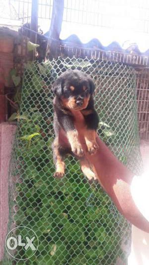 Rot male puppy sale