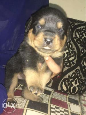 Roteiller Male puppies available in kudlu gate