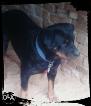 Rott male for sale