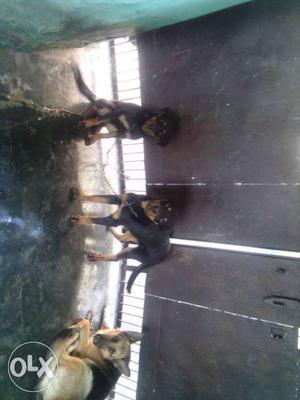 Rott pair male nd female 6.5 month old and german