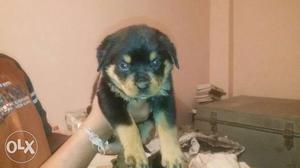 Rott weiller pups for sale gud quality healthy