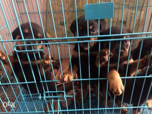 Rottweiler Puppies for sale