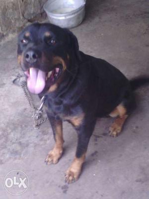 Rottweiler conform male for sale age 3 years