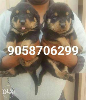 Rottweiler female puppy available in pure quality and