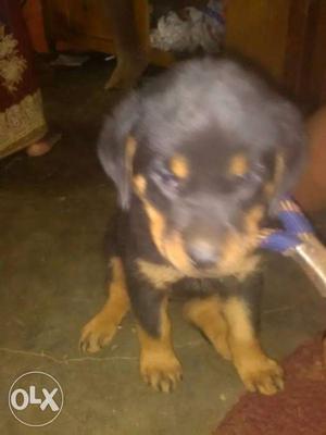 Rottweiler female puppy for
