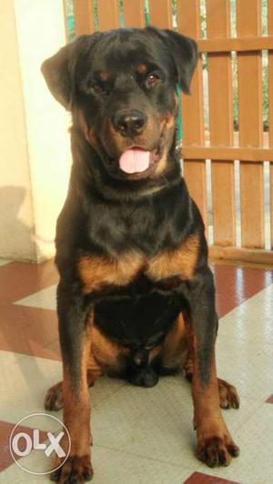 Rottweiler male for mating good lineage male