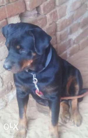 Rottweiler male of 15 month