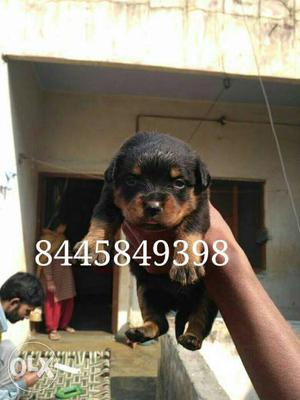Rottweiler male puppy available.