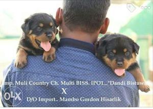 Rottweiler puppies for sale in Ahmadnagar