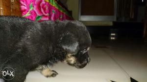 Rottweiller male pup available