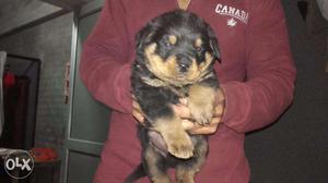 Rottweiller show quility pup avilable