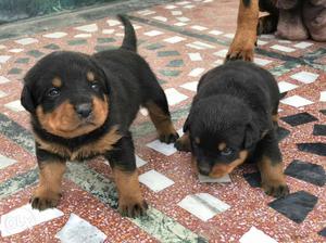 Rottwelier female puppy 40 days