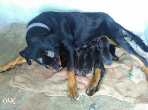 Rottwiller mother and 8 puppies for sale