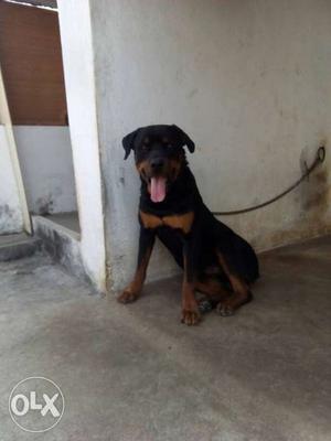 Rotweiler male for mating
