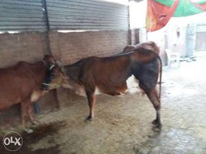 Sahiwal cross cow with 10 lts milk and female calf