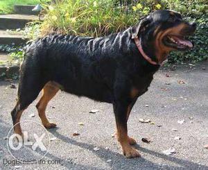 Sale a female ROTTWEILER dog.2 year age with