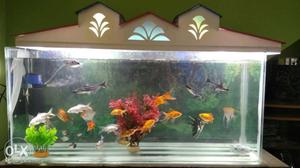 School Of Common Gold Fish And Paroon Shark