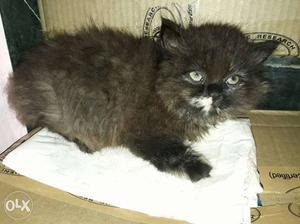 Semi punch face Persian kittens for sale, 50 days