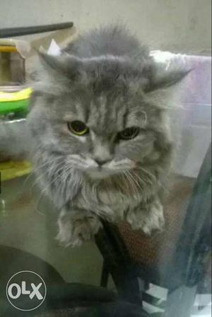 Semi punch gray pure Persian male cat for sell 2
