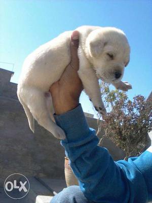 Short-coat White lab puppy for contact 