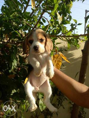 Show Quality Full Marking Beagle Female Puppies