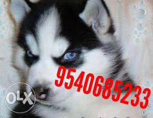Show quality husky black and white puppy's mother
