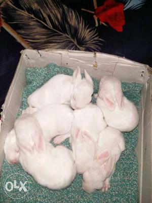 Six White And Pink Rabbits